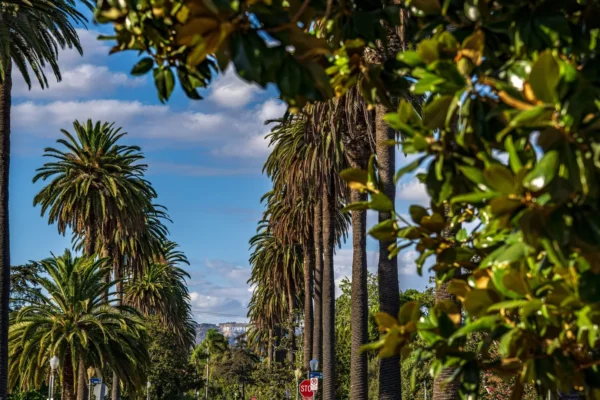Palm trees line a sunny street in West Hollywood with the Hollywood Sign in the distance. in Hollywood Scavenger Hunt