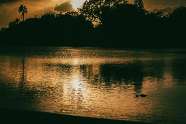 Tranquil sunset at a lake in Kissimmee, FL with reflections and silhouettes. in Kissimmee Scavenger Hunt, FL