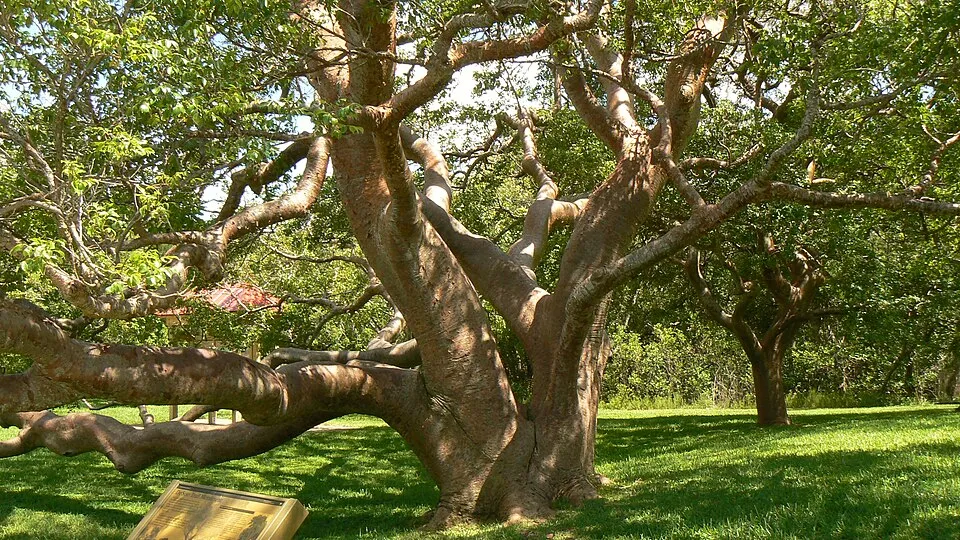 Admin Upload in Bradenton: De Soto National Memorial Scavenger Hunt