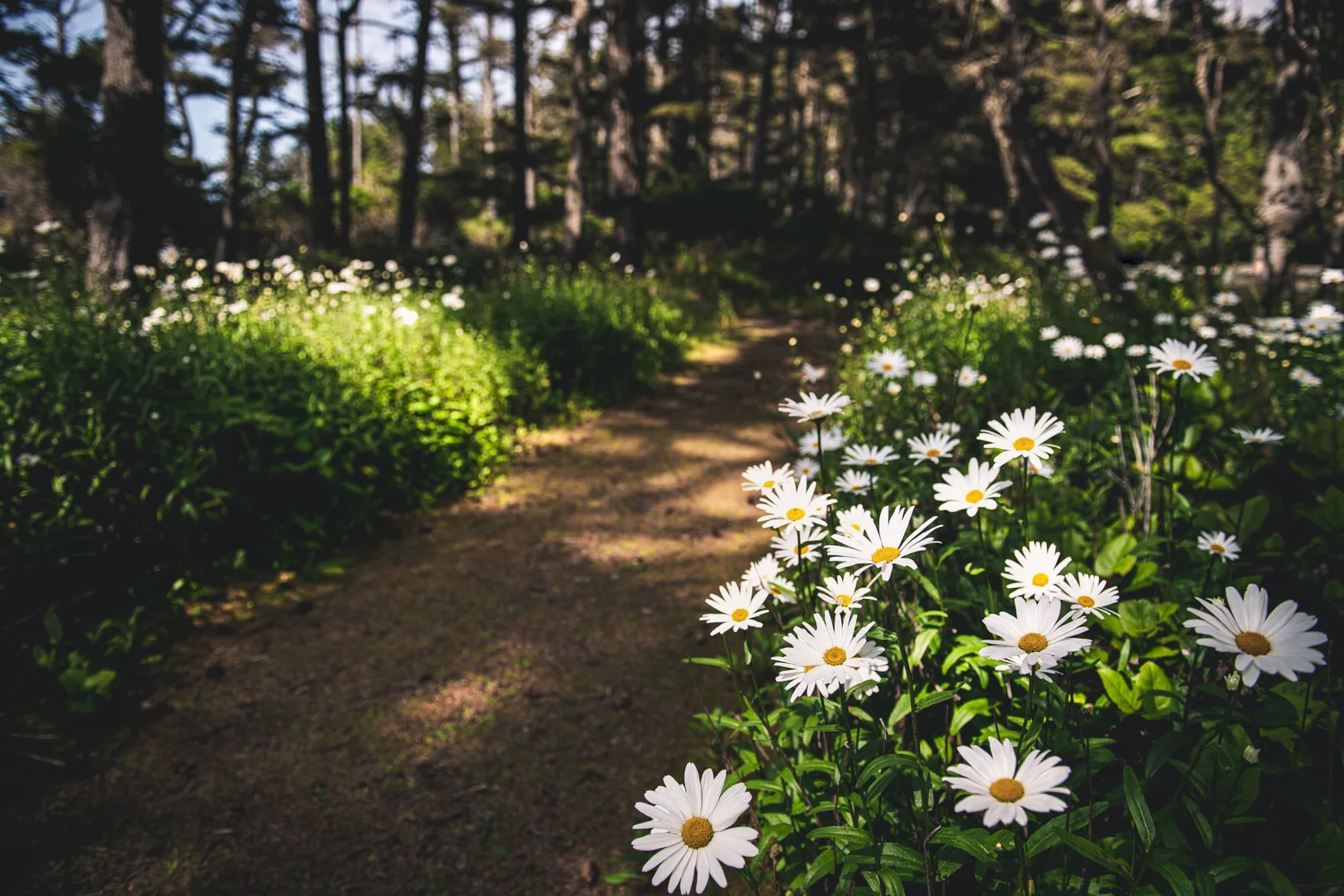 A serene pathway meandering through a vibrant field of white daisies in Coos Bay, Oregon forests. in Coos Bay Scavenger Hunt