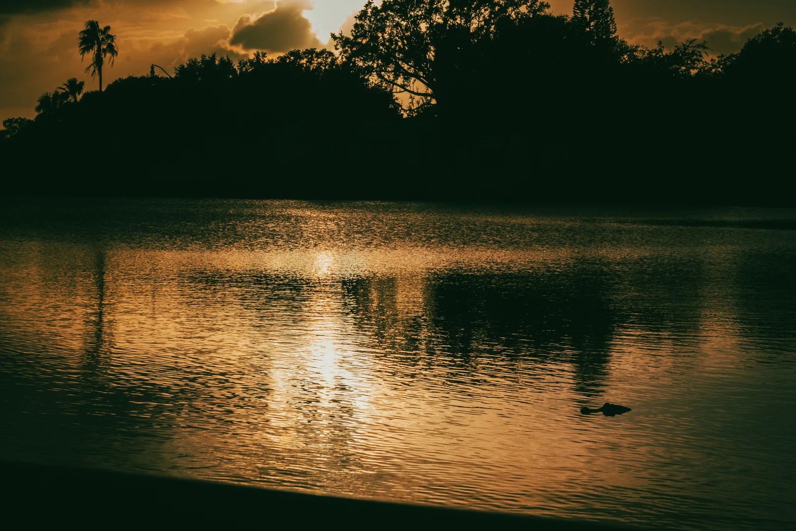 Tranquil sunset at a lake in Kissimmee, FL with reflections and silhouettes. in Kissimmee Scavenger Hunt