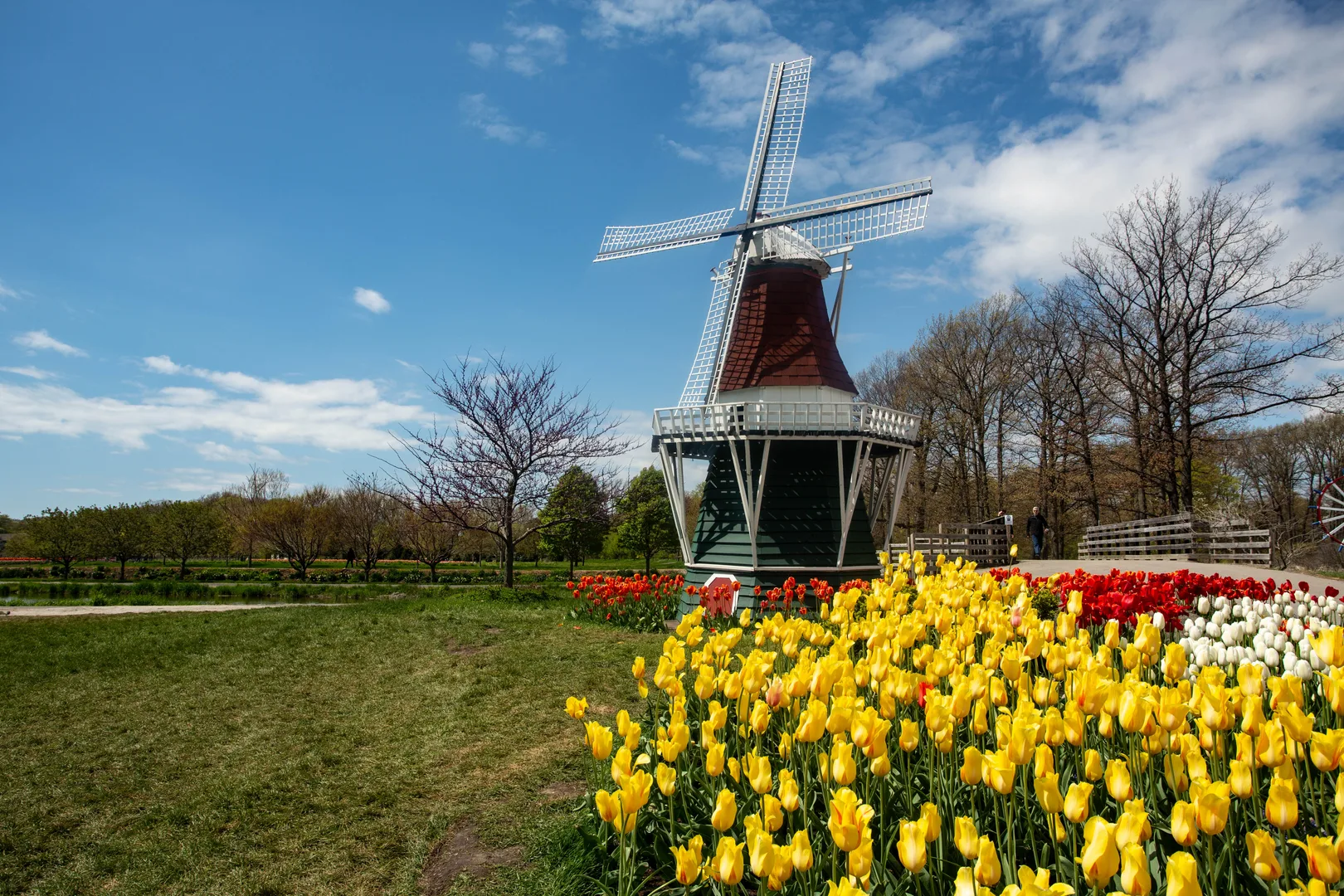 Pretty Garden Of Tulips And Windmill In Holland Michigan In Spring in Holland Scavenger Hunt